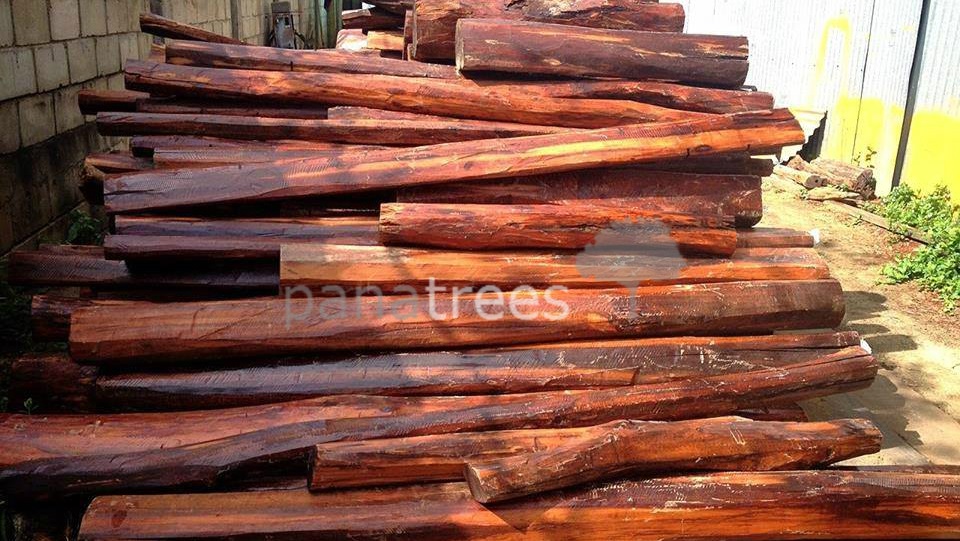 Snakewood logs