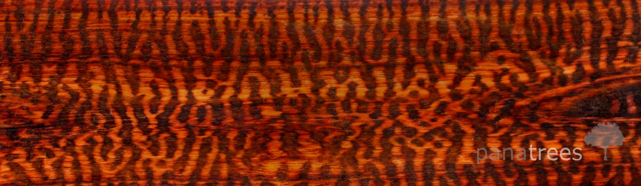 Snakewood texture